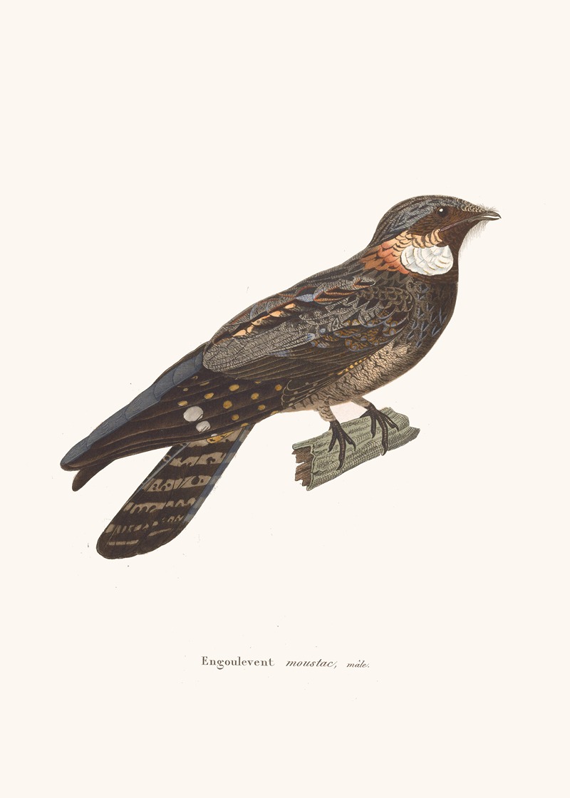 Engoulevent Moustac. by Coenraad Jacob Temminck, 1838 — digital art print download