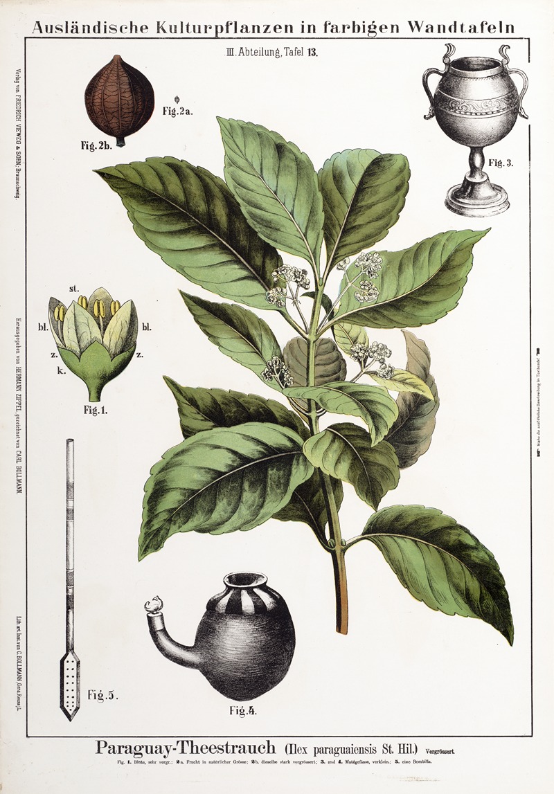 Ilex paraguaiensis ; matéstruik — Hermann Zippel