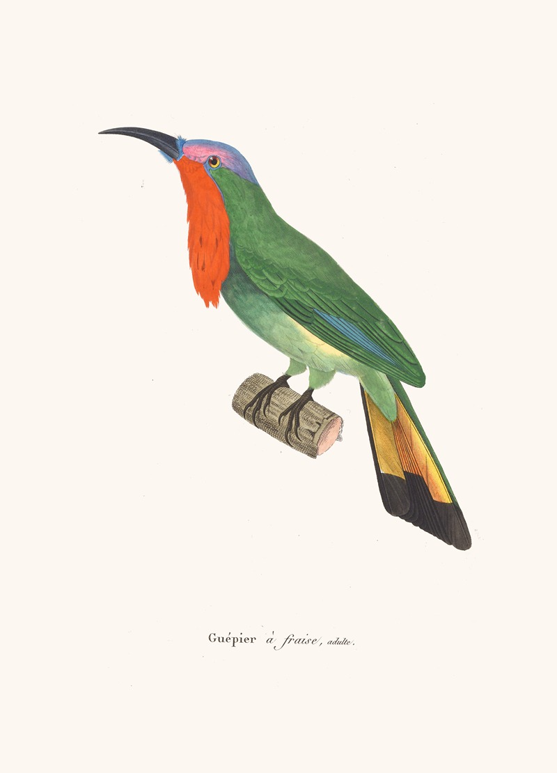 Guêpier A Fraise. by Coenraad Jacob Temminck, 1838 — digital art print download