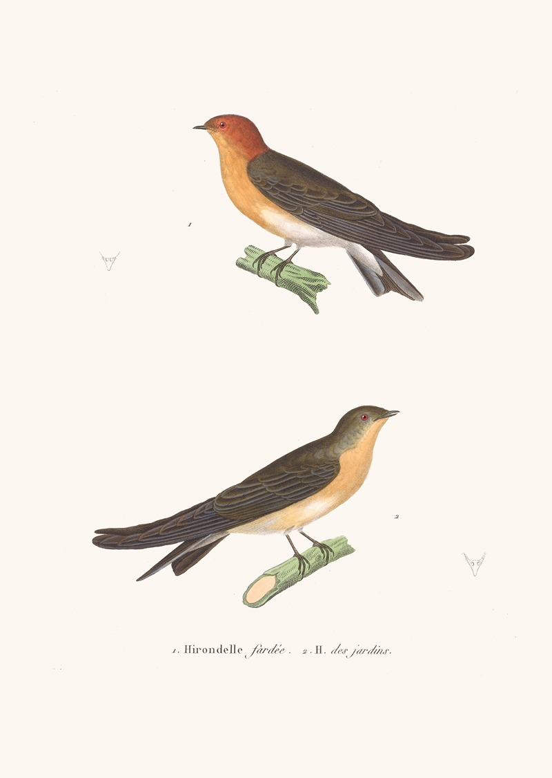 Hirondelle Fardée by Coenraad Jacob Temminck, 1838 — digital art print download