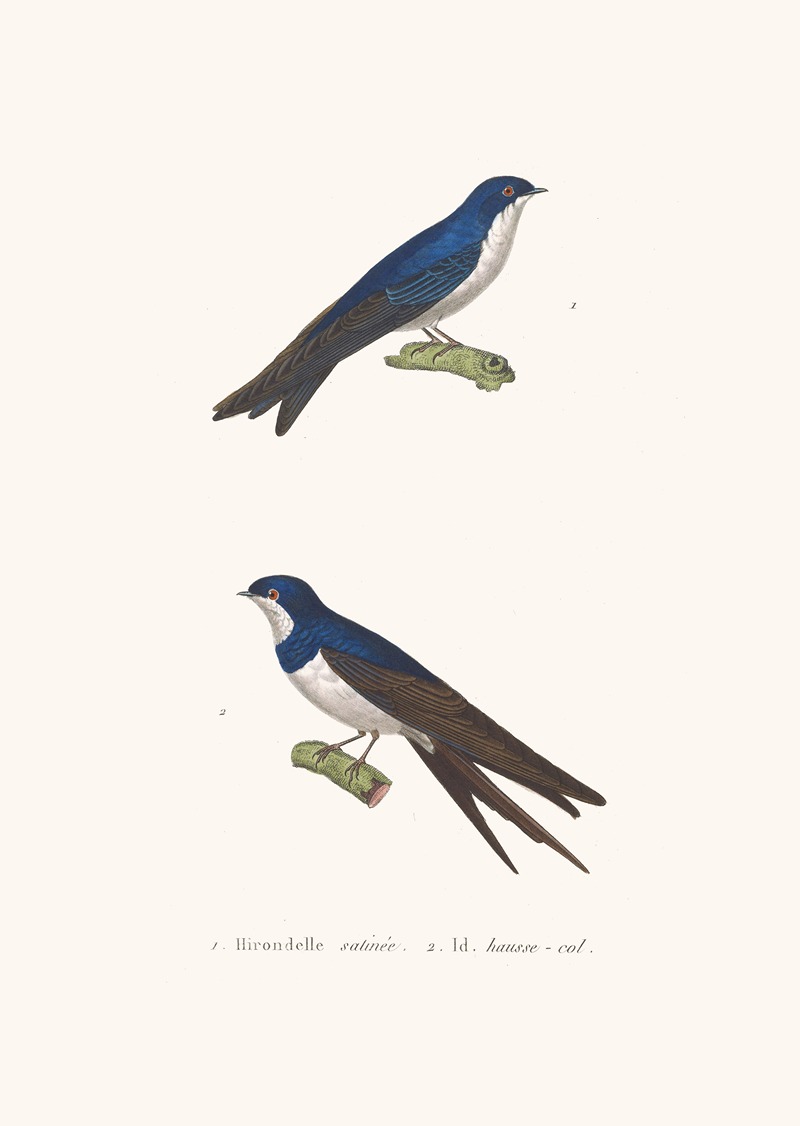 Hirondelle Satinée. by Coenraad Jacob Temminck, 1838 — digital art print download