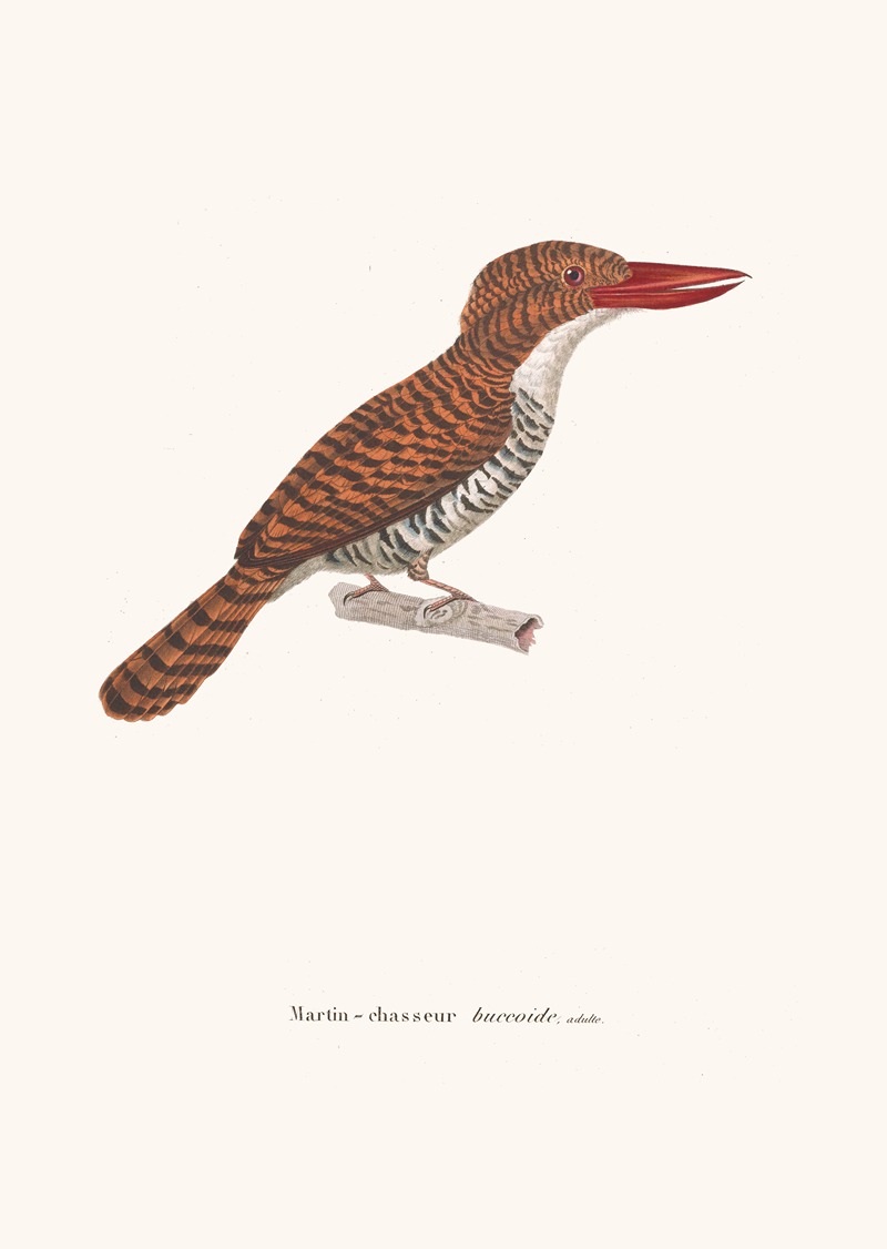 Martin-Chasseur Buccoide by Coenraad Jacob Temminck, 1838 — digital art print download
