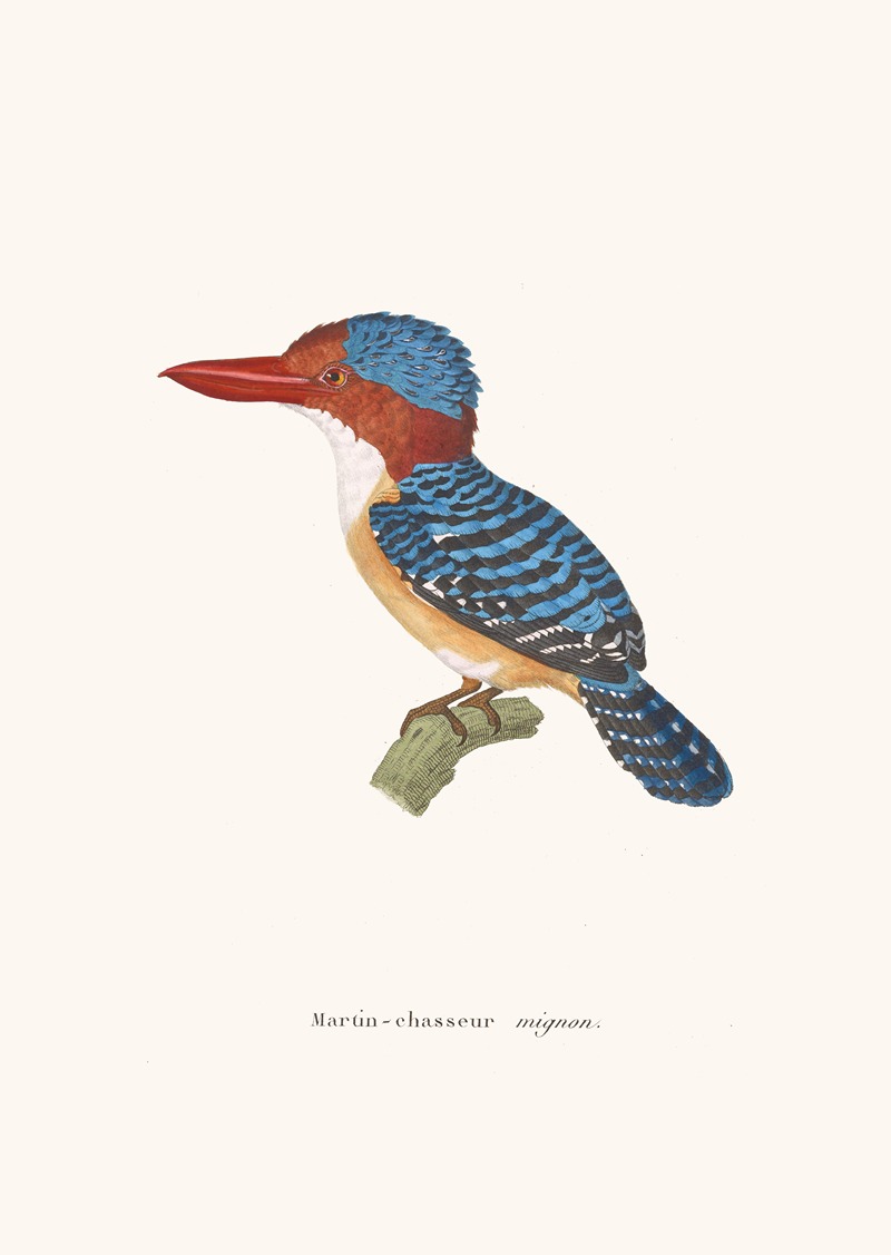 Martin-Chasseur Mignon by Coenraad Jacob Temminck, 1838 — digital art print download