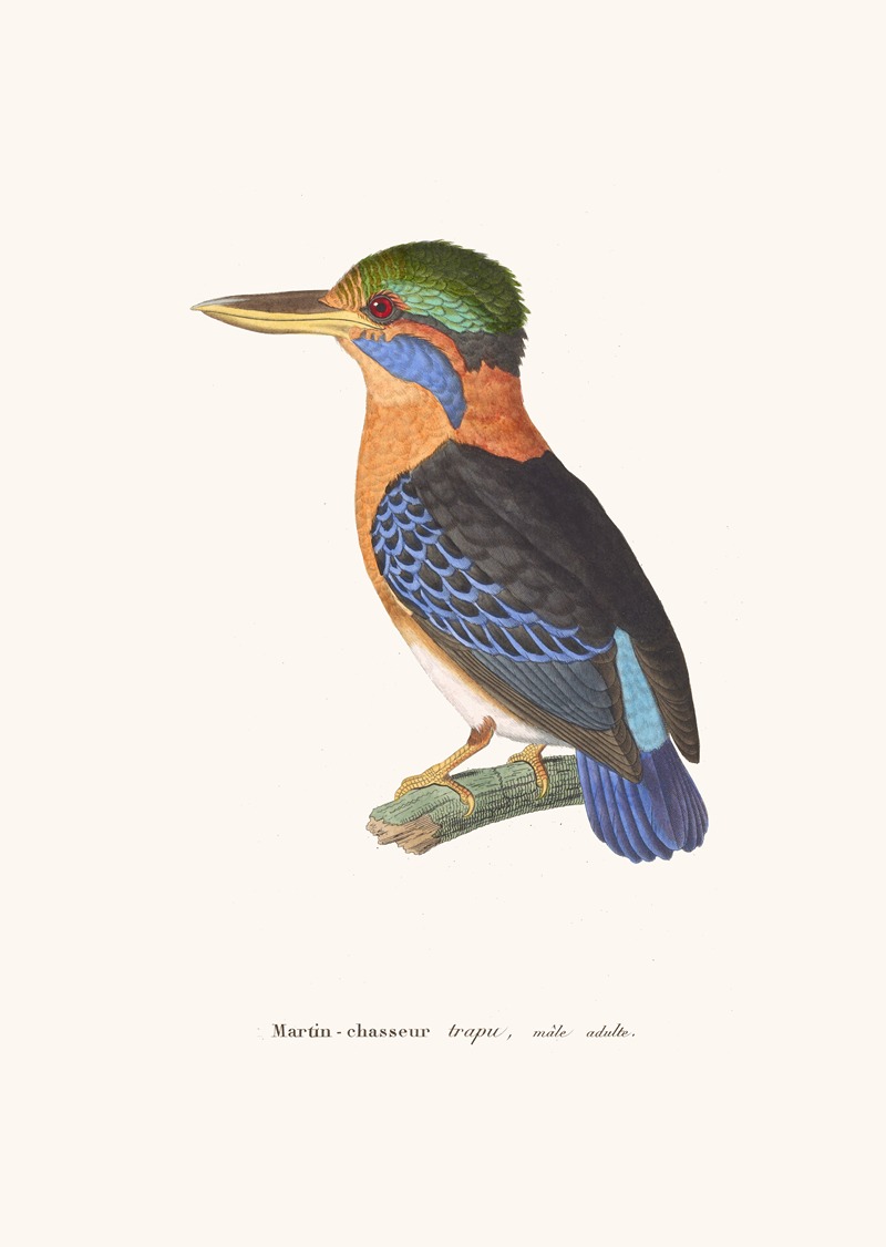 Martin-Chasseur Trapu. by Coenraad Jacob Temminck, 1838 — digital art print download