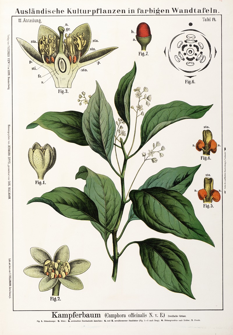 Camphora officinalis ; kamfer by Hermann Zippel, 1889 — digital art print download