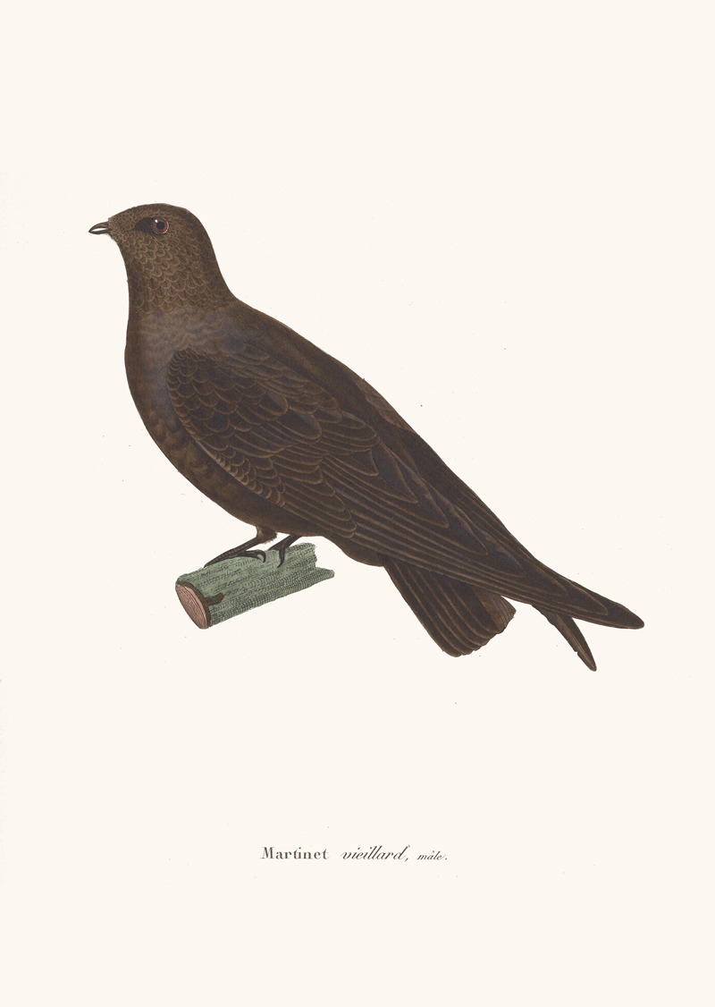 Martinet Vieillard. by Coenraad Jacob Temminck, 1838 — digital art print download