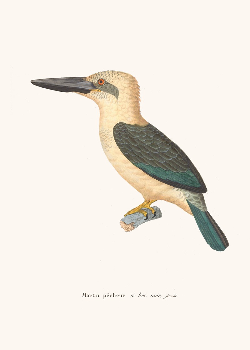 Martin-Pécheur A Bec Noir. by Coenraad Jacob Temminck, 1838 — digital art print download