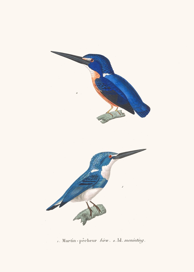 Martin-Pécheur Biru by Coenraad Jacob Temminck, 1838 — digital art print download