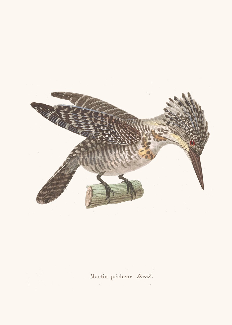 Martin-Pêcheur Deuil. by Coenraad Jacob Temminck, 1838 — digital art print download