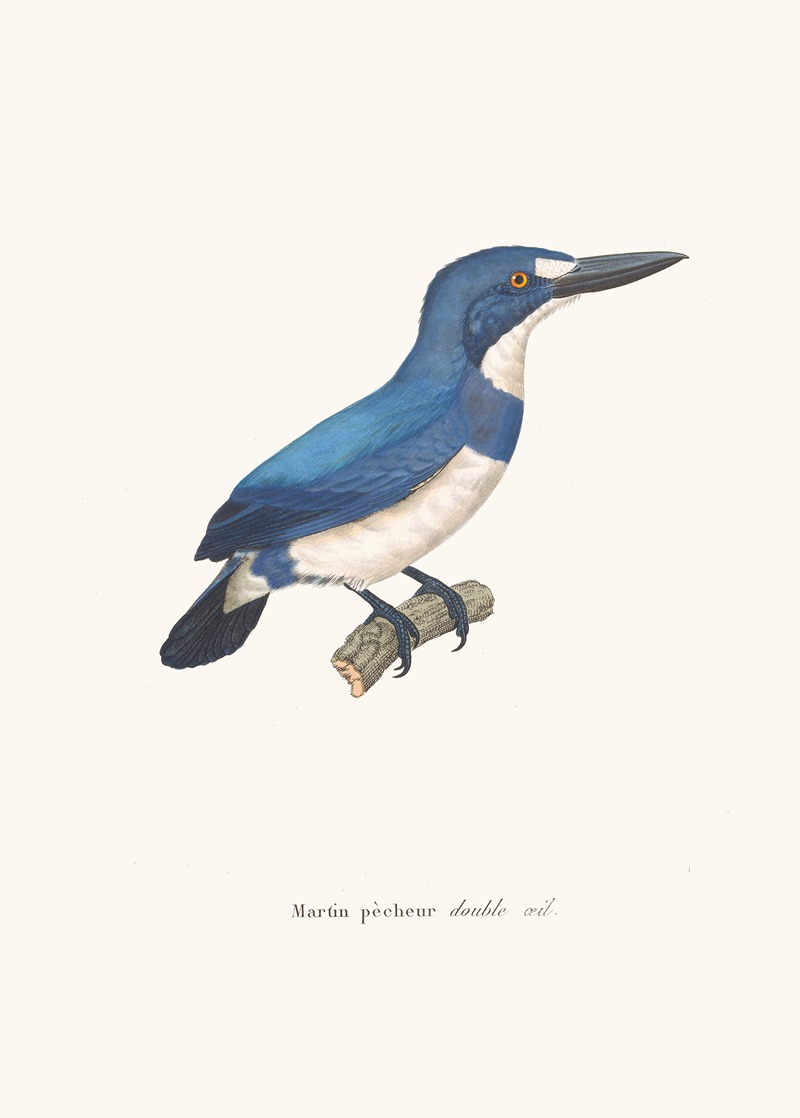 Martin-Pêcheur Double-Oeil. by Coenraad Jacob Temminck, 1838 — digital art print download