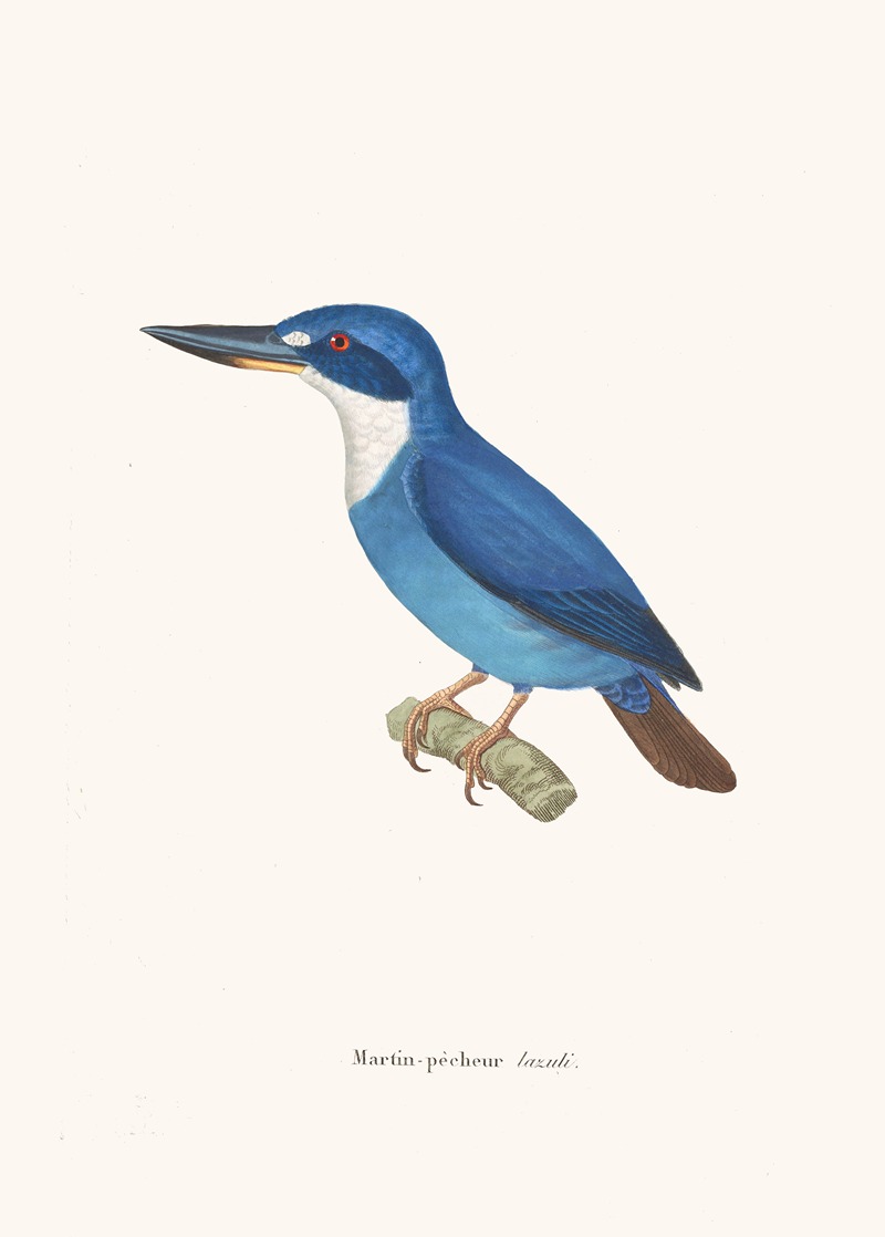 Martin-Pécheur Lazuli by Coenraad Jacob Temminck, 1838 — digital art print download