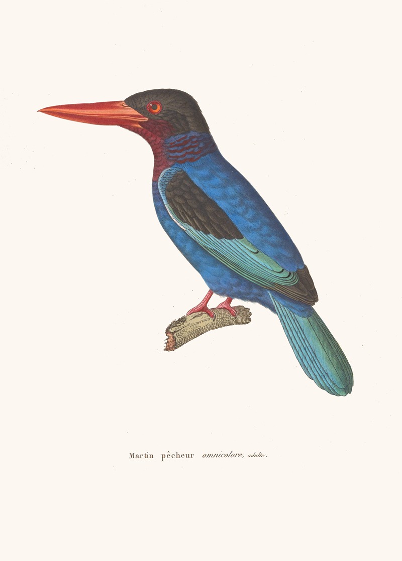 Martin-Pécheur Omnicolore. by Coenraad Jacob Temminck, 1838 — digital art print download