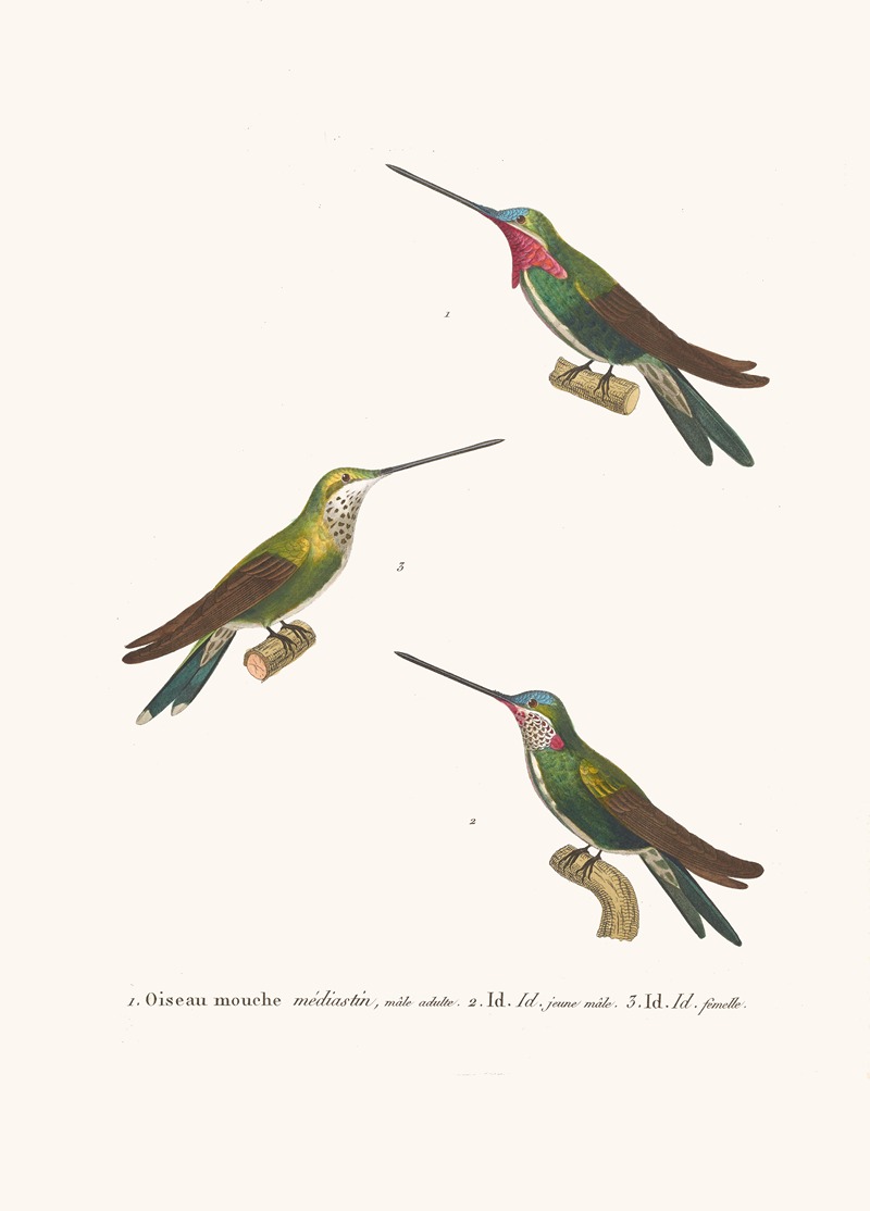 Oiseau Mouche Médiastin by Coenraad Jacob Temminck, 1838 — digital art print download