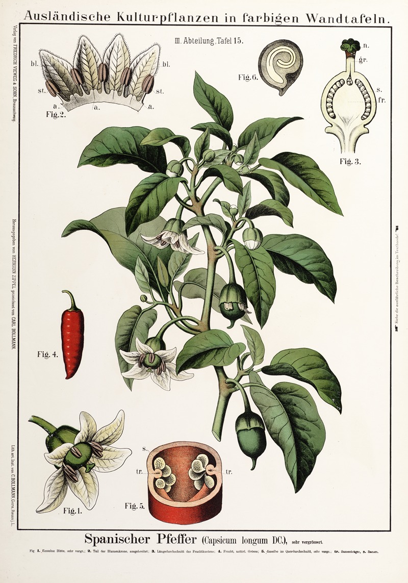 Capsicum longum ; cayennepeper by Hermann Zippel, 1889 — digital art print download