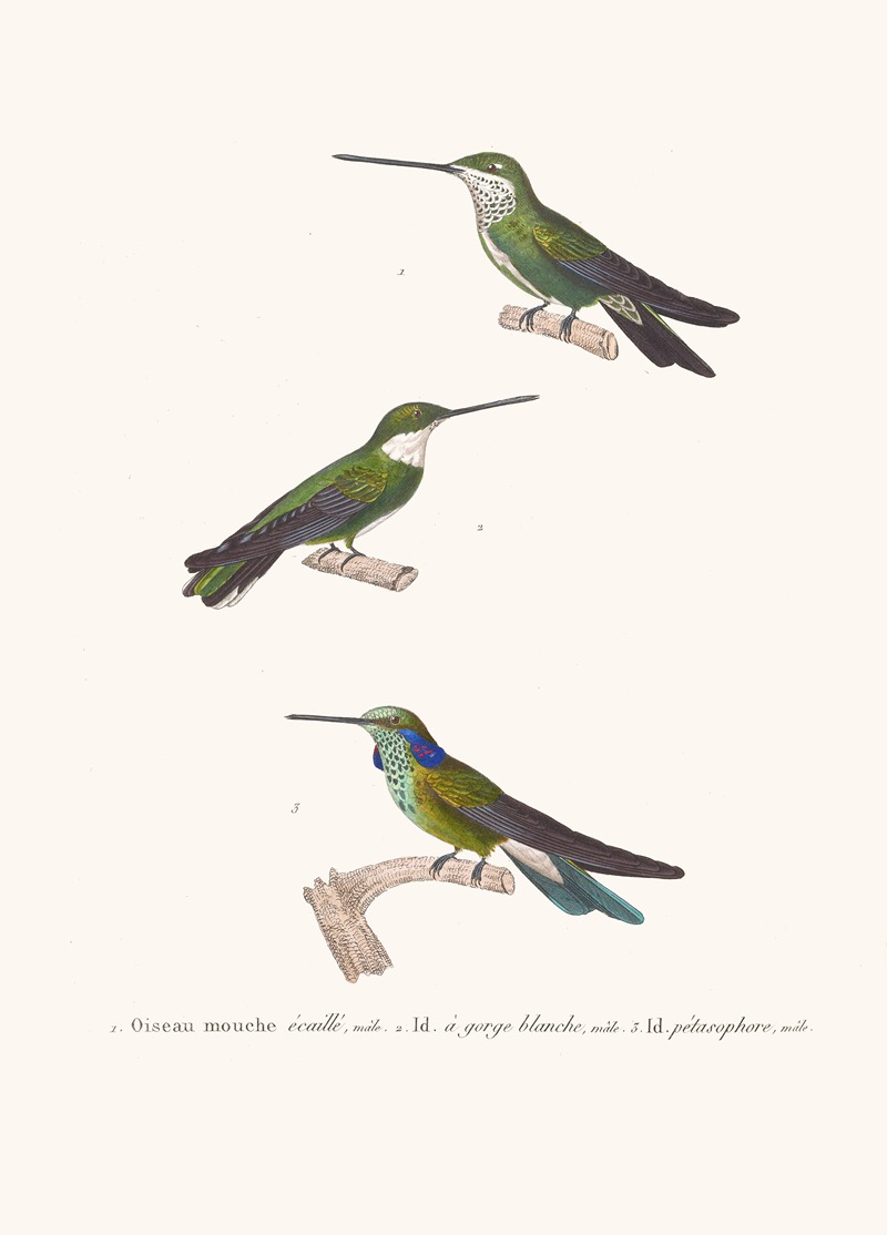Oiseau-Mouche Écaillé. by Coenraad Jacob Temminck, 1838 — digital art print download