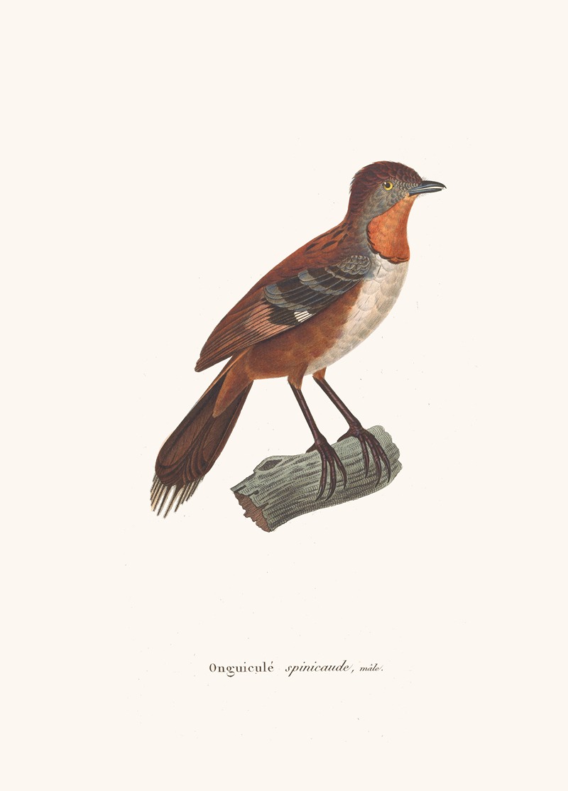 Onguiculé Spinicaude Male — Coenraad Jacob Temminck