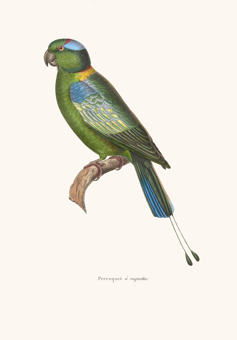 Perroquet A Raquettes by Coenraad Jacob Temminck, 1838 — digital art print download