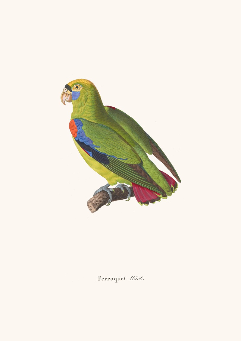 Perroquet Huet by Coenraad Jacob Temminck, 1838 — digital art print download