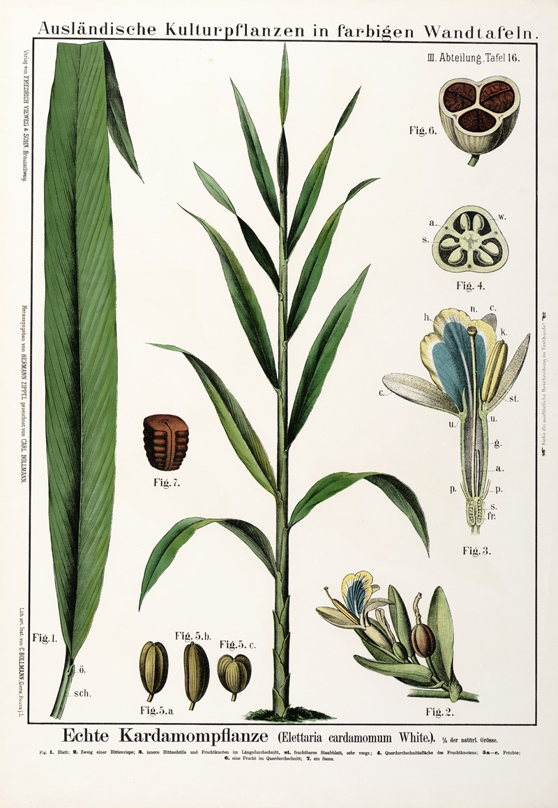 Elettaria cardamomum ; kardemon by Hermann Zippel, 1889 — digital art print download