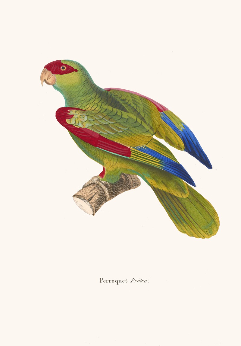 Perroquet Prêtre. by Coenraad Jacob Temminck, 1838 — digital art print download