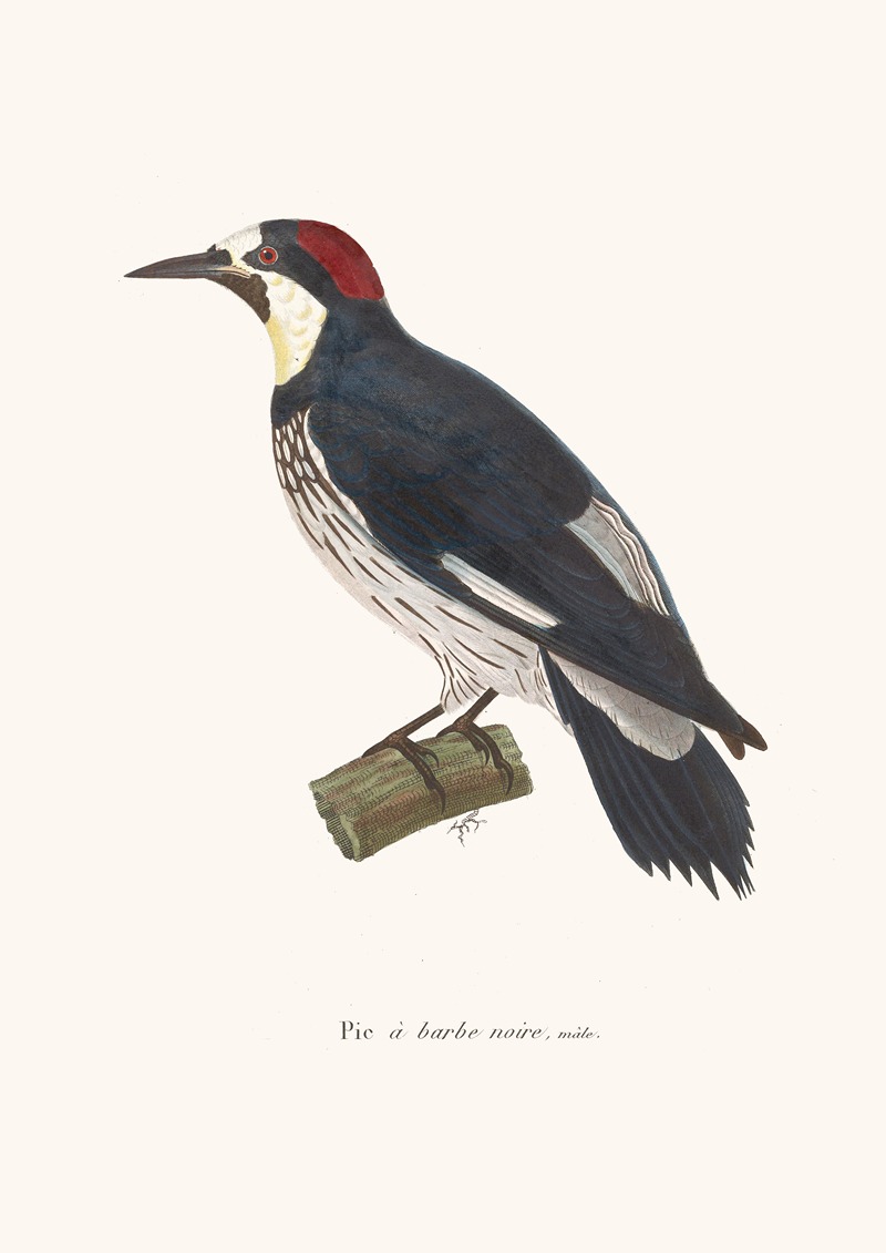 Pic A Barbe Noire. by Coenraad Jacob Temminck, 1838 — digital art print download