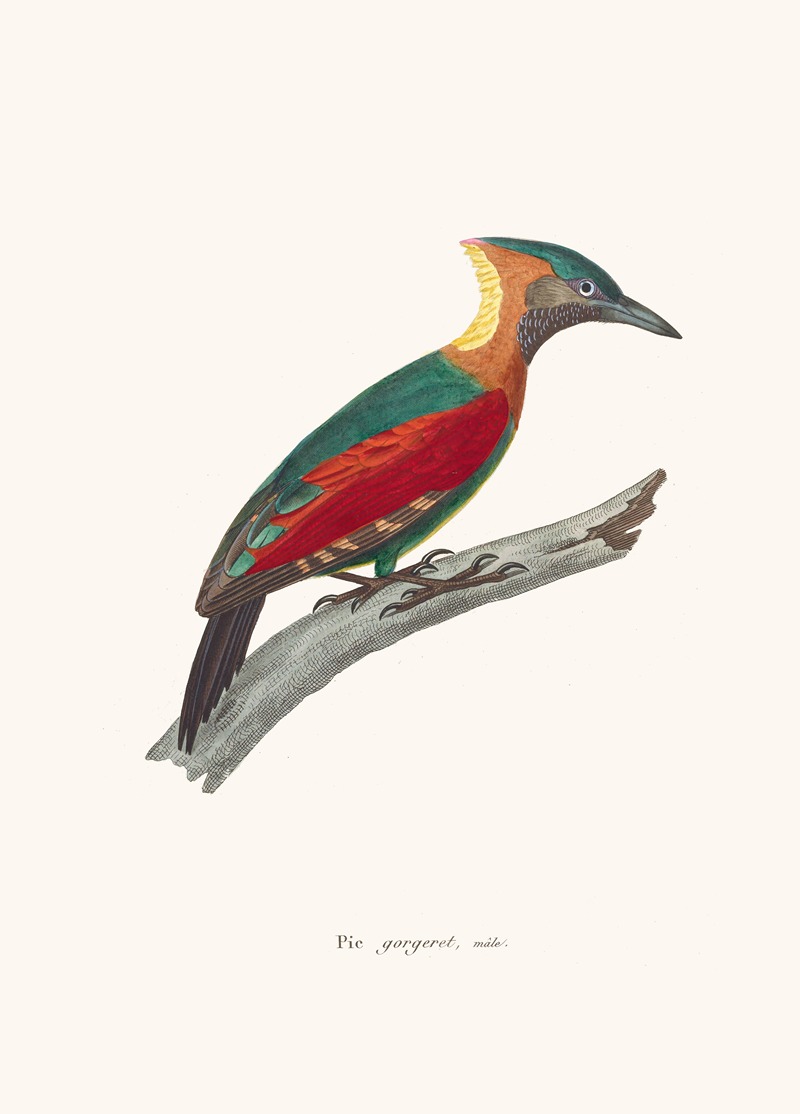 Pic Gorgeret by Coenraad Jacob Temminck, 1838 — digital art print download