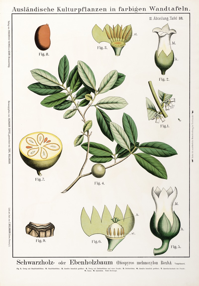 Diospyros melanoxylon ; ebbenboom by Hermann Zippel, 1889 — digital art print download