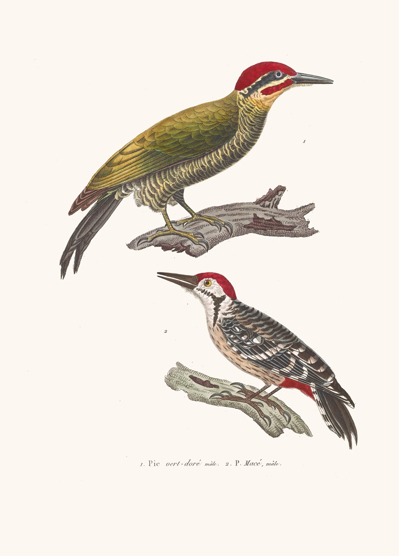 Pic Vert-Doré Ou Azara by Coenraad Jacob Temminck, 1838 — digital art print download