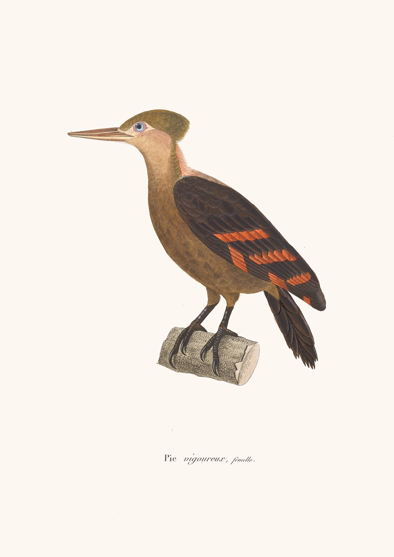 Pic Vigoureux Female — Coenraad Jacob Temminck