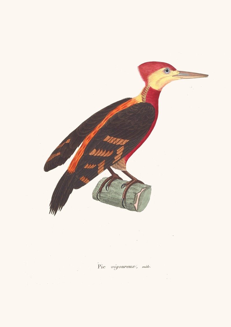Pic Vigoureux Male — Coenraad Jacob Temminck