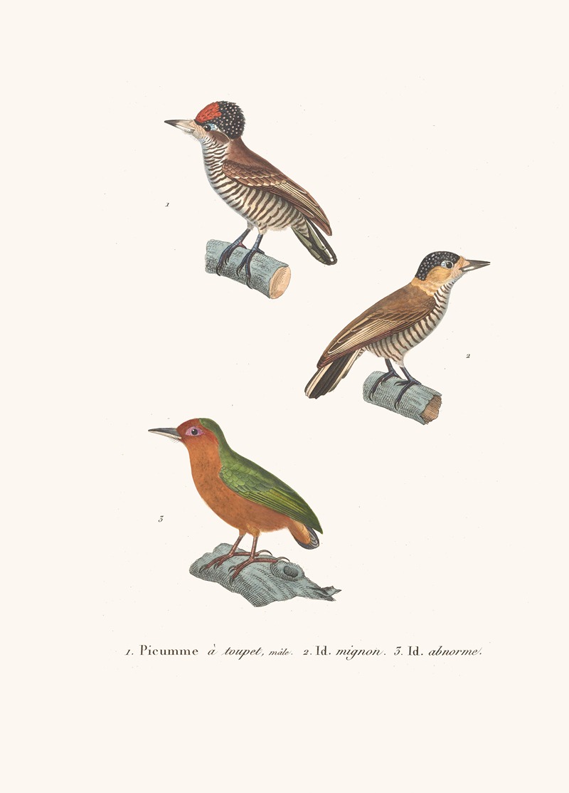 Picumne A Toupet by Coenraad Jacob Temminck, 1838 — digital art print download