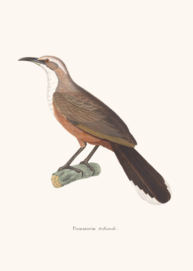 Pomatorin Tribande. by Coenraad Jacob Temminck, 1838 — digital art print download