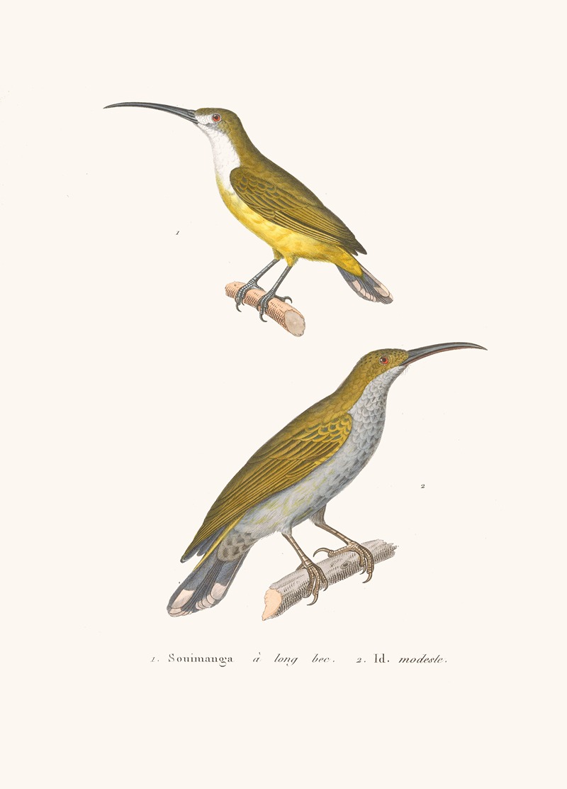 Souimanga A Longbec. by Coenraad Jacob Temminck, 1838 — digital art print download