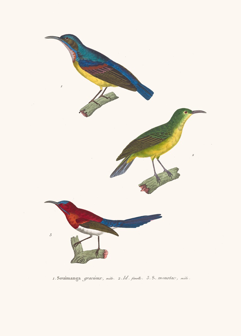 Souimanga Gracieux by Coenraad Jacob Temminck, 1838 — digital art print download