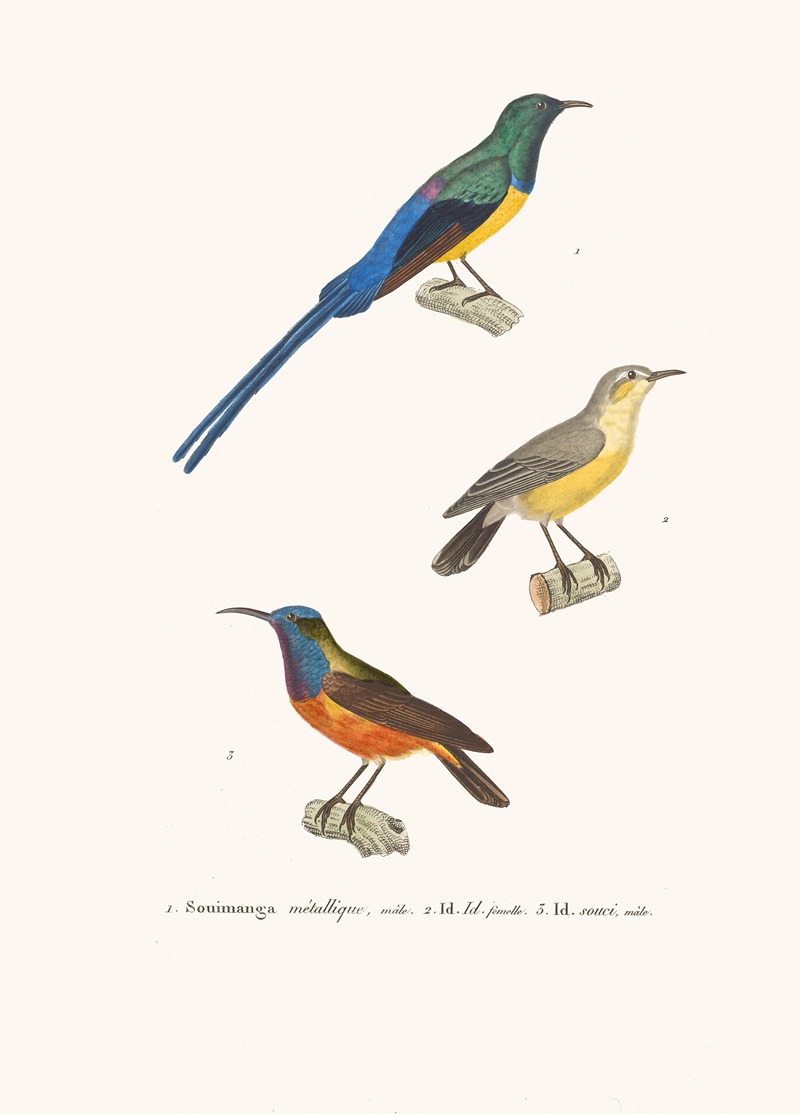 Souimanga Métallique. by Coenraad Jacob Temminck, 1838 — digital art print download