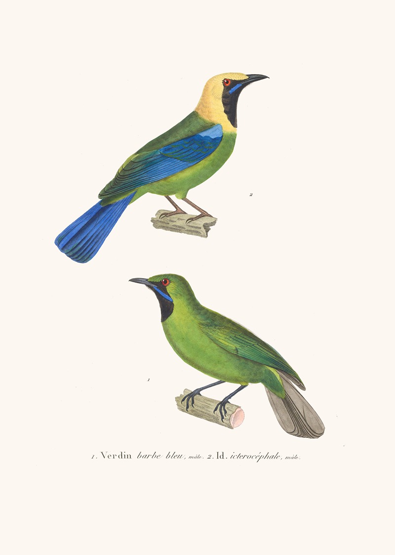 Verdin Barbe-Bleue by Coenraad Jacob Temminck, 1838 — digital art print download