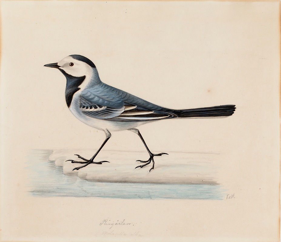 White Wagtail by Фердинанд фон Райт — digital art print download