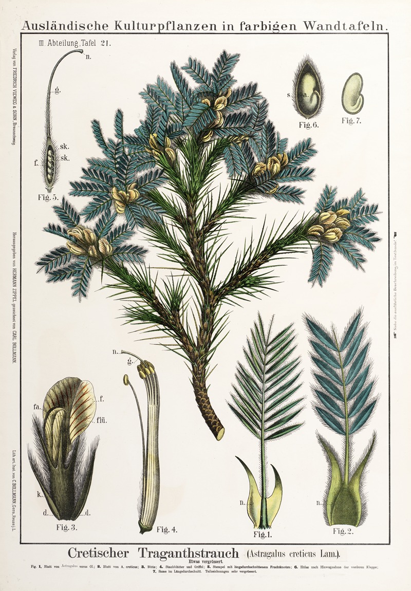 Astragalus creticus ; peul by Hermann Zippel, 1889 — digital art print download