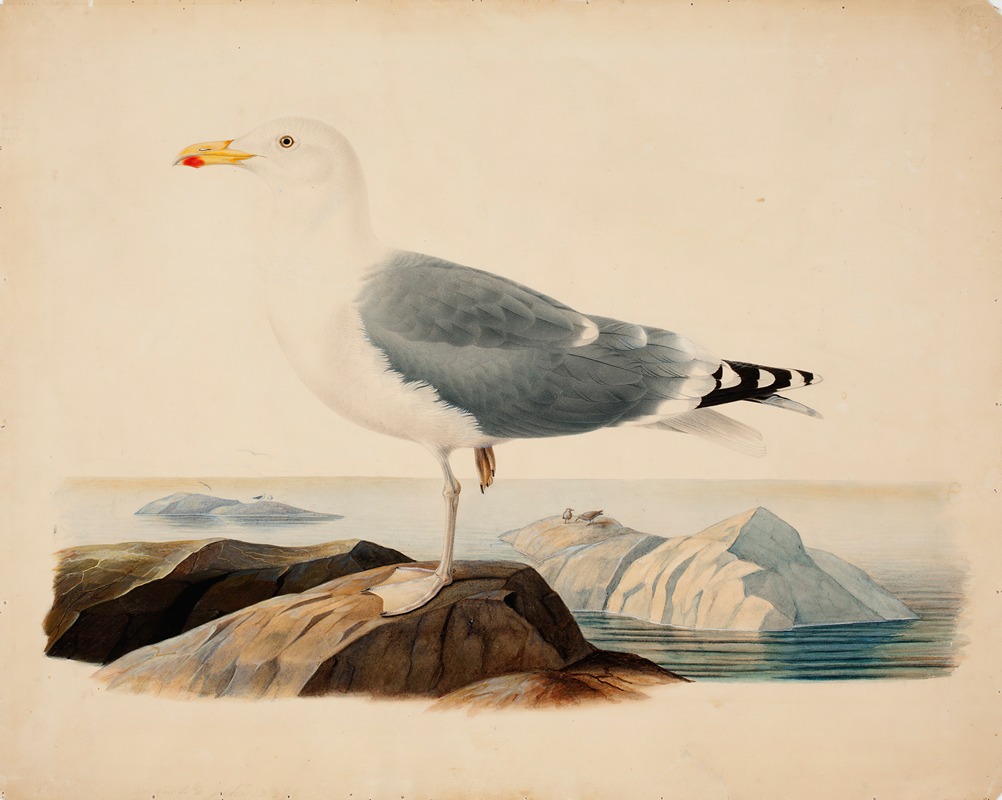 European Herring Gull by Фердинанд фон Райт, 1839 — digital art print download