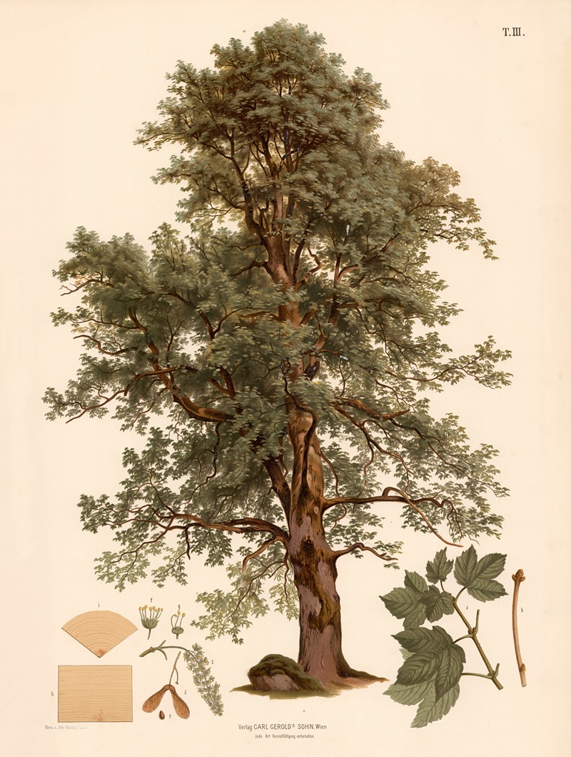 Bjerg-ahorn by Иоганн Каутский, 1889 — digital art print download