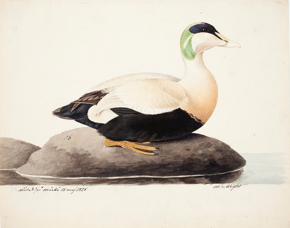 Common Eider, Male by Magnus Von Wright, 1828 — digital art print download