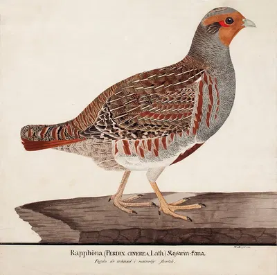 Grey Partridge by Magnus Von Wright, 1824 — digital art print download
