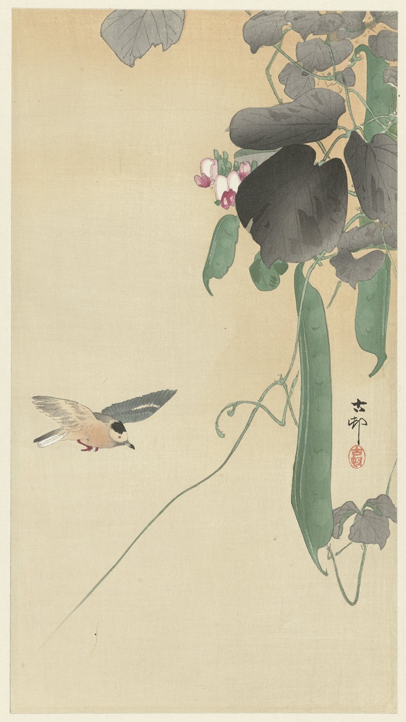 Bird at flowering bean plant by Охара Косон, 1900 - 1930 — digital art print download