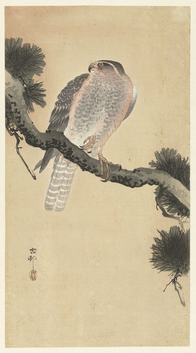 Hawk on pine branch by Охара Косон, 1900 - 1930 — digital art print download