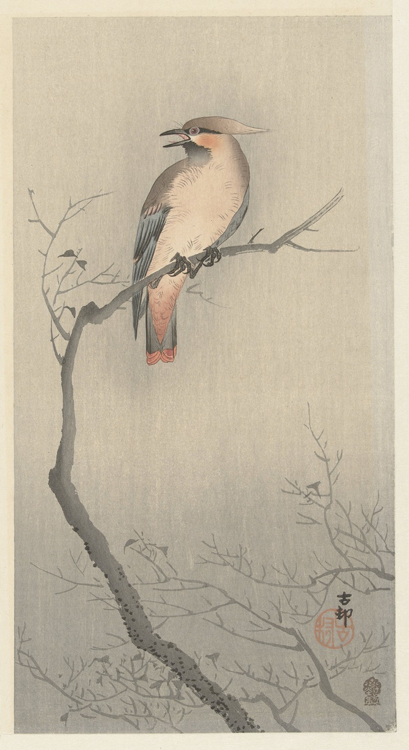 Japanese waxwing on branch — Охара Косон
