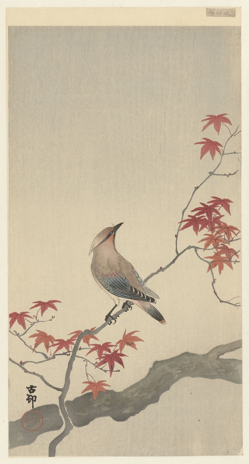 Japanese waxwing on maple by Охара Косон, 1900 - 1930 — digital art print download