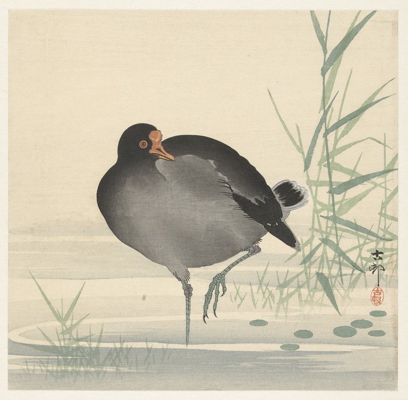 Moorhen by Охара Косон, 1900 - 1930 — digital art print download
