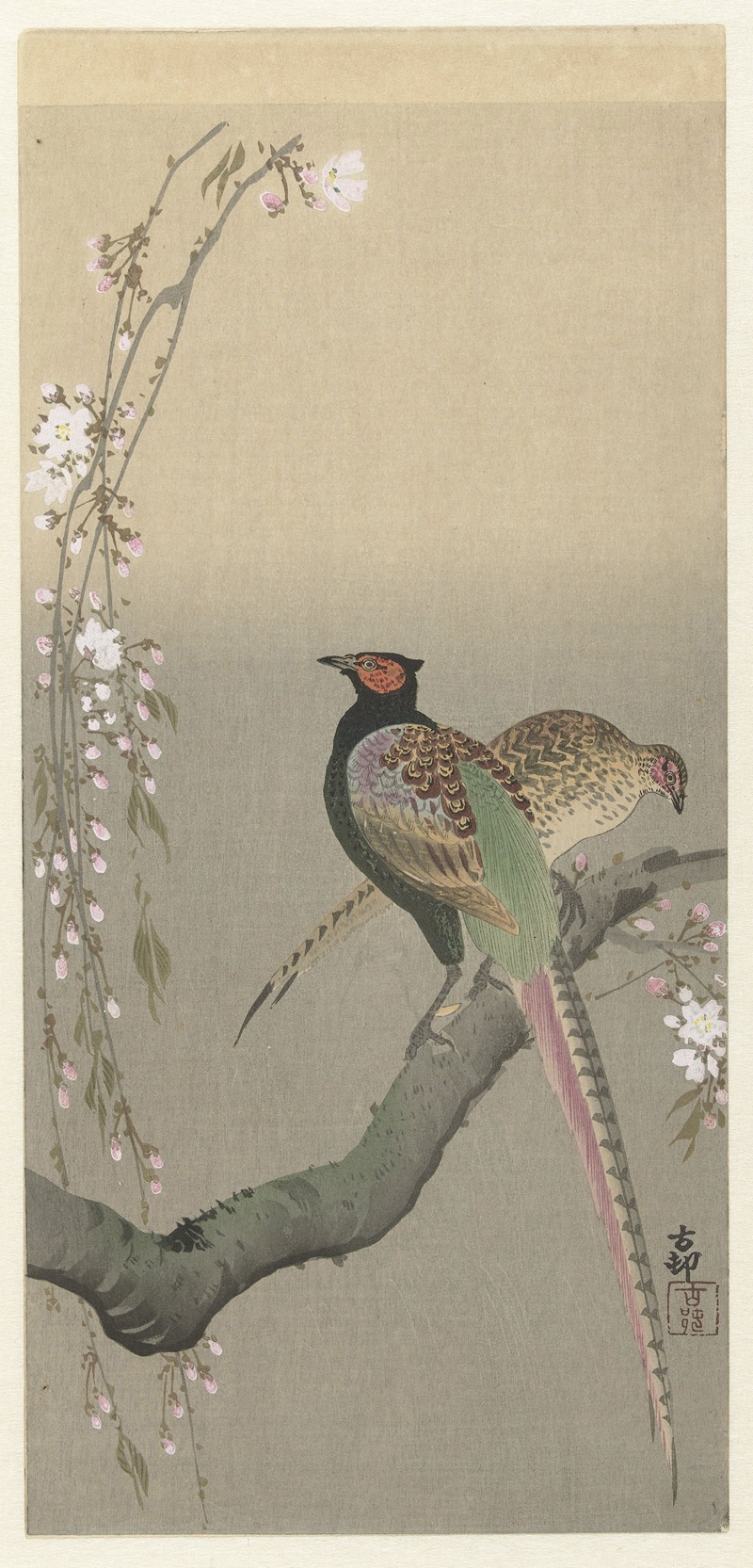 Pair of pheasants and cherry blossom — Ohara Koson