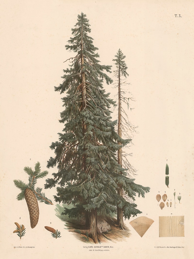 Fyrretræ by Юлий Эдуард Марак, 1889 — digital art print download