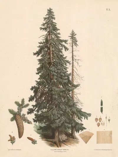 Fyrretræ by Юлий Эдуард Марак, 1889 — digital art print download